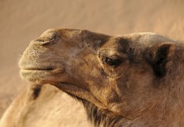 夢見駱駝代表什麼？ 15個夢境解讀（夢見駱駝商隊、夢見買一隻駱駝）