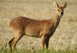 夢見麋鹿代表什麼？11個夢境解讀（ 夢見籠中麋鹿、夢見吃麋鹿肉）