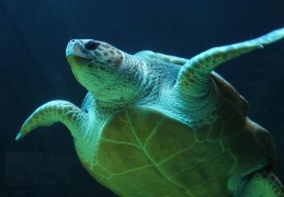 夢見烏龜代表什麼？ 14個夢境解讀（夢見一隻烏龜攻擊你、夢見烏龜咬你）