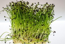 夢見薺菜是什麼預兆？8 個含義和象徵