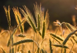夢見大麥田代表什麼？ 24 個夢境解讀