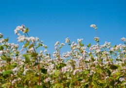 夢見蕎麥代表什麼？11個夢境解讀（夢見蕎麥穗、夢見蕎麥花）