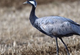 夢見鶴是什麼預兆？7 個含義和象徵