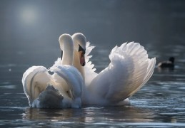 夢見天鵝代表什麼？ 14個夢境解讀（夢見獵天鵝、夢見傷害天鵝）