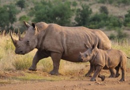 夢見犀牛代表什麼？ 22個夢境解讀（夢見逃避犀牛、夢見有人逃離犀牛）