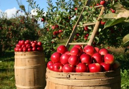 夢見蘋果代表什麼？19個夢境解讀（夢見收集蘋果、夢見蘋果樹）