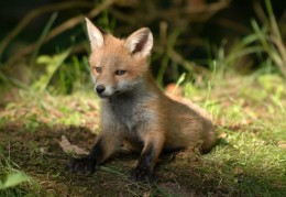 夢見狐狸代表什麼？ 24個夢境解讀（夢見殺狐狸、夢見抓狐狸）