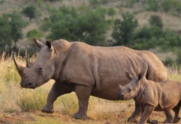 夢見犀牛代表什麼？11 個夢境解讀
