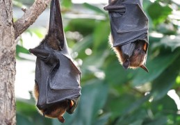 夢見蝙蝠代表什麼？ 25個夢境解讀（夢見殺蝙蝠、夢見蝙蝠出來）