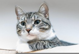 夢見逃跑貓咪代表什麼？