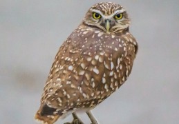 夢見貓頭鷹是什麼預兆？14 個含義和象徵