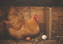 夢見母雞代表什麼？ 24個夢境解讀（夢見抓母雞 、夢見吃烤雞）