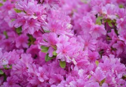 夢見杜鵑花代表什麼？14個夢境解讀（夢見賣杜鵑花、夢見送杜鵑花）