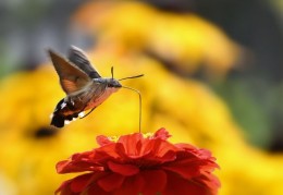 夢見飛蛾代表什麼？14 個夢境解讀