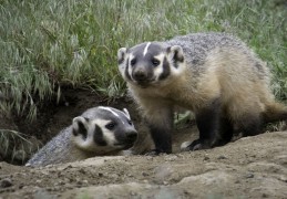 夢見獾代表什麼？14個夢境解讀（夢見殺死獾、夢見死獾）