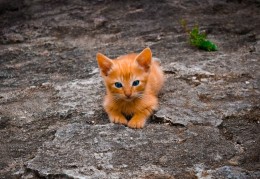 夢見失去貓咪代表什麼？