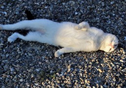 夢見躺下代表什麼？7個夢境解讀（夢見一個躺著的孩子 、夢見同事躺下）