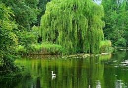 夢見柳樹代表什麼？ 25 個夢境解讀