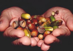 夢見橡實代表什麼？26 個夢境解讀（夢見賣橡實、夢見買橡實）