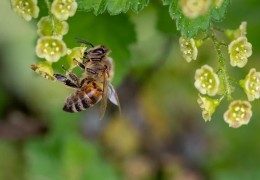 夢見蜜蜂代表什麼？26個夢境解讀（夢見蜜蜂螫傷、夢見蜜蜂出來）