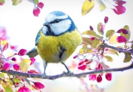 夢見鳥代表什麼？ 14個夢境解讀（夢見抓鳥、夢見殺鳥）