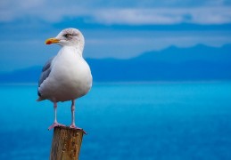 夢見海鷗代表什麼？16個夢境解讀（夢見受傷海鷗、夢見殺海鷗）