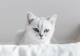 夢見貓咪代表什麼？一個關於享受生活的夢