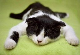 夢見與貓打架代表什麼？