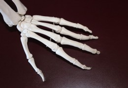 夢見骨頭代表什麼？16個夢境解讀（夢見意外骨折、夢見尋找骨頭）