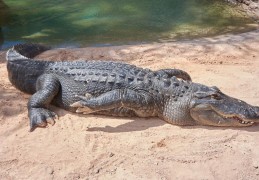 夢見鱷魚代表什麼？ 43個夢境解讀（夢見被鱷魚咬，夢見大鱷魚）