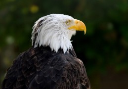 夢見老鷹代表什麼？ 24個夢境解讀（夢見老鷹、夢見抓老鷹）