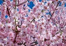 夢見櫻花代表什麼？ 20 個夢境解讀