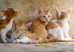 夢見貓咪藏身代表什麼？