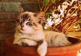 夢見貓坐著代表什麼？