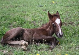 夢見小馬代表什麼？29 個夢境解讀（夢見他人追逐小馬駒、夢見逃離小馬駒）