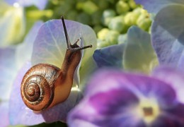 夢見蝸牛代表什麼？ 25個夢境解讀（夢見吃蝸牛、夢見養蝸牛）