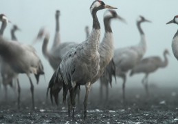 夢見鶴代表什麼？ 25個夢境解讀（夢見鶴鳴 、夢見鶴巢）