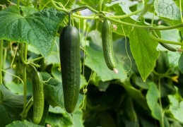 夢見黃瓜代表什麼？ 20個夢境解讀（夢見給別人小黃瓜 、夢見偷小黃瓜）