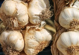 夢見大蒜代表什麼？ 16個夢境解讀（夢見有人種大蒜、夢見挖大蒜）