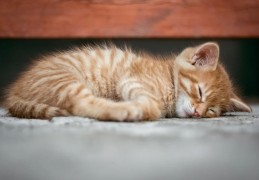 夢見貓睡覺代表什麼？