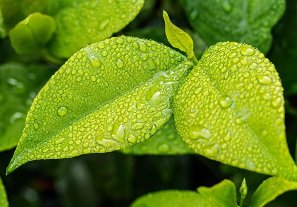 夢見綠葉代表什麼？ 23個夢境解讀（夢見刮掉落葉、 夢見有人抓葉子）