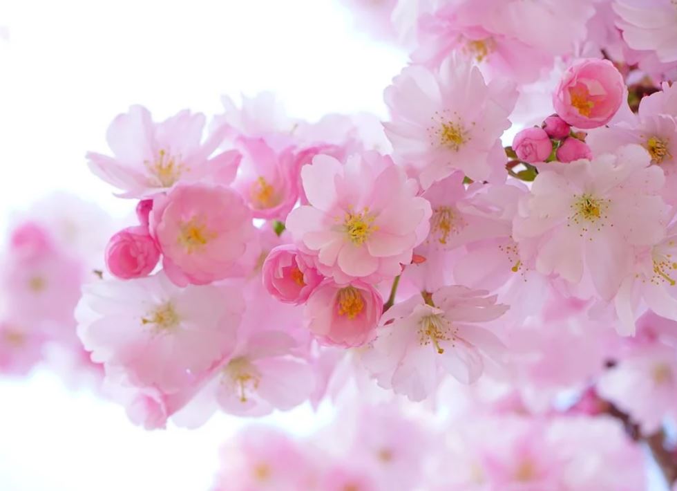 夢見花朵代表什麼？ 21個夢境解讀（夢見採摘花朵、夢見種植花朵）