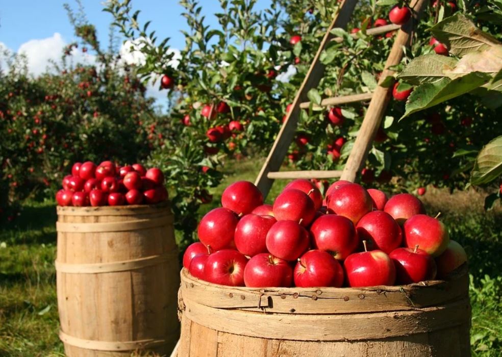 夢見蘋果代表什麼？19個夢境解讀（夢見收集蘋果、夢見蘋果樹）-頭條解讀