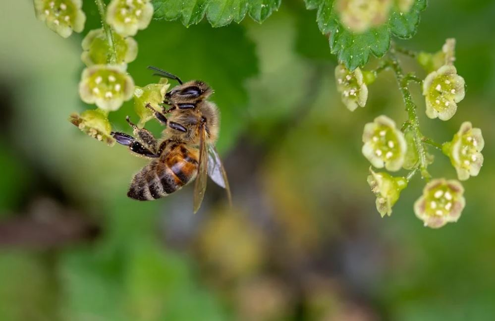 夢見蜜蜂代表什麼？26個夢境解讀（夢見蜜蜂螫傷、夢見蜜蜂出來）