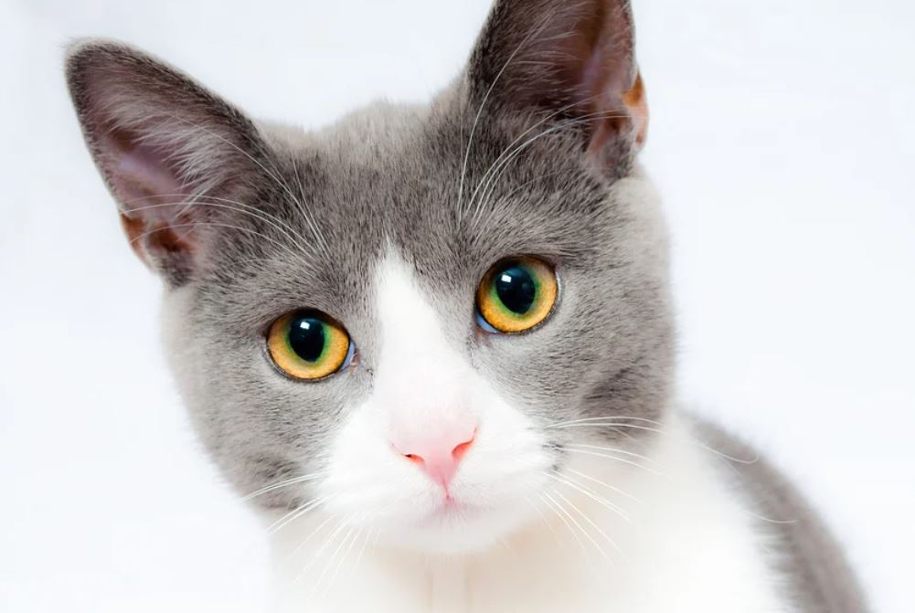 夢見貓代表什麼？ 17個夢境解讀（夢見貓抓你 、夢見吃貓肉）