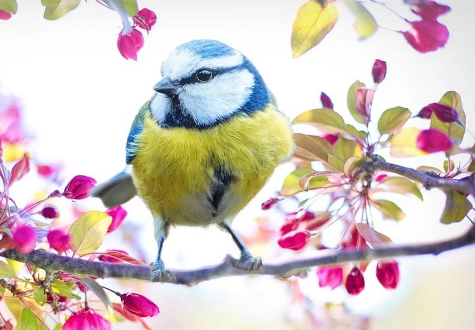 夢見鳥代表什麼？ 14個夢境解讀（夢見抓鳥、夢見殺鳥）