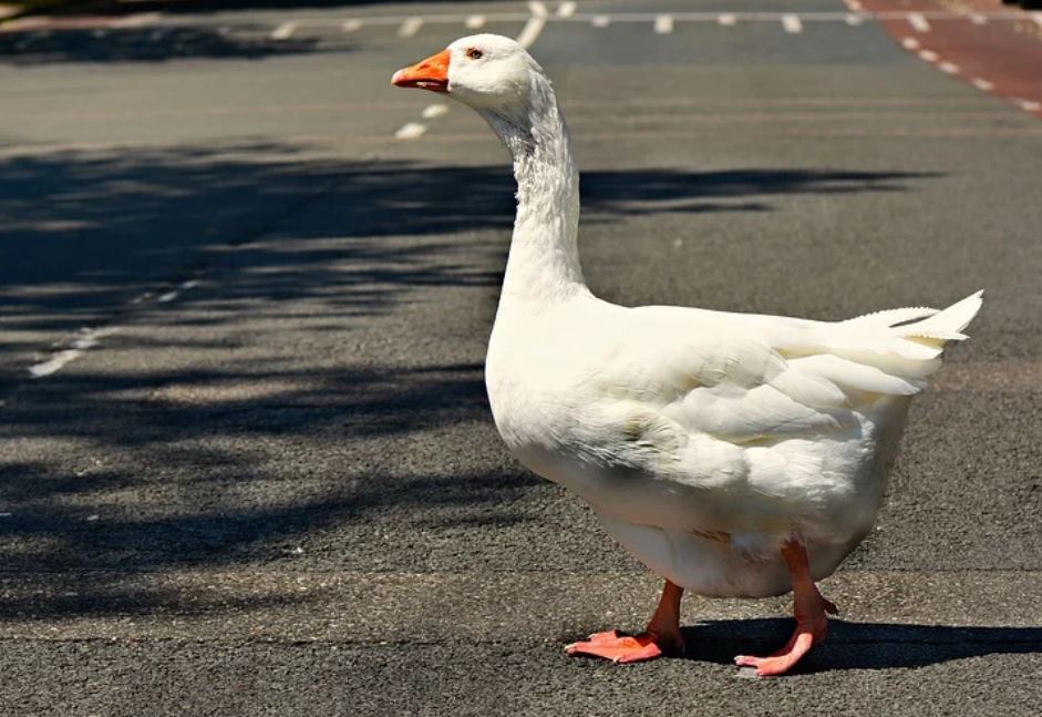 夢見鵝代表什麼？ 14個夢境解讀（夢見一群鵝攻擊你、夢見獵鵝）