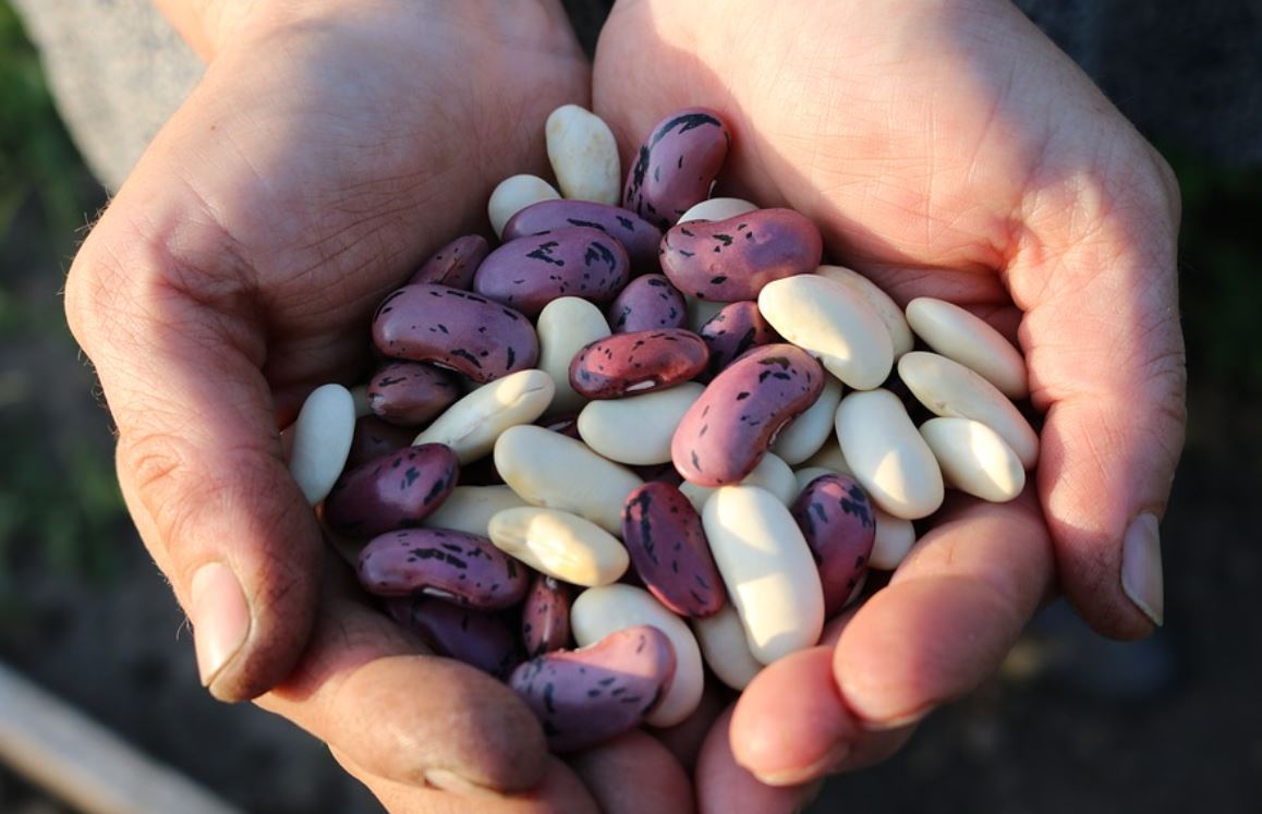 夢見豆子代表什麼？ 22個夢境解讀（夢見給小孩豆子、夢見看到豌豆）-頭條解讀