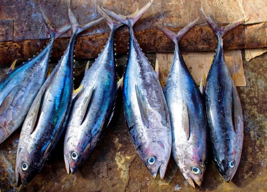 夢見魚代表什麼？ 27個夢境解讀（夢見吃魚、夢見死魚）-頭條解讀