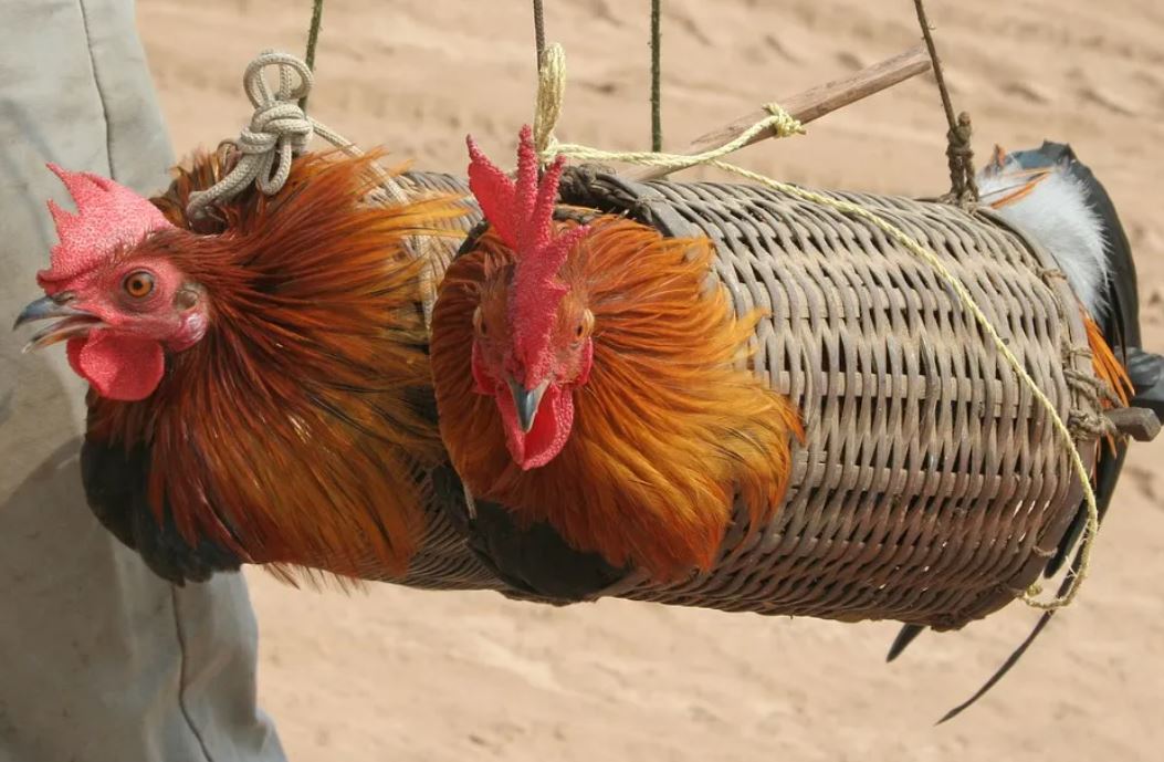 夢見陷阱代表什麼？18個夢境解讀（夢見安裝新陷阱、夢見別人設下新陷阱）-頭條解讀